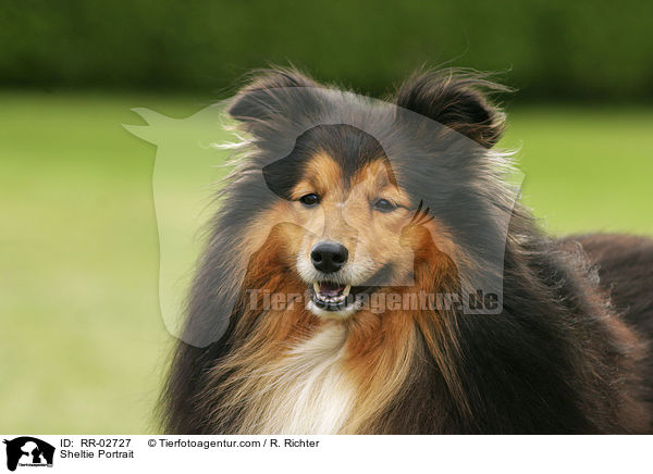 Sheltie Portrait / Sheltie Portrait / RR-02727