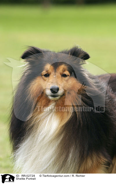 Sheltie Portrait / Sheltie Portrait / RR-02728