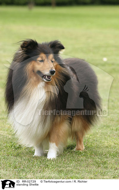 stehender / standing Sheltie / RR-02729