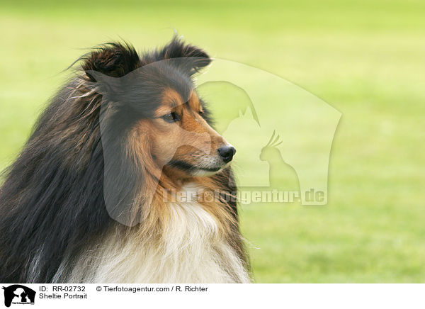 Sheltie Portrait / Sheltie Portrait / RR-02732