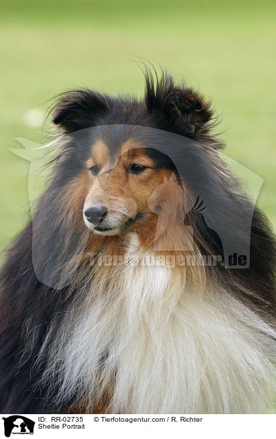 Sheltie Portrait / Sheltie Portrait / RR-02735