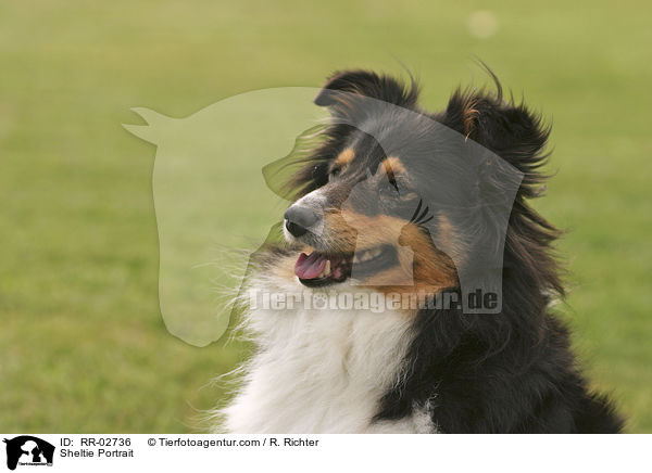 Sheltie Portrait / Sheltie Portrait / RR-02736