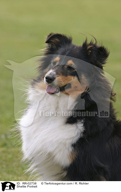 Sheltie Portrait / Sheltie Portrait / RR-02738