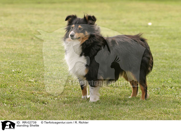 stehender / standing Sheltie / RR-02739