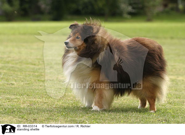 Sheltie im Stand / standing sheltie / RR-03314