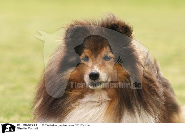 Sheltie Portrait / Sheltie Portrait / RR-02741