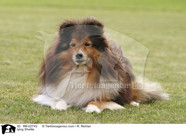 liegender / lying Sheltie / RR-02742