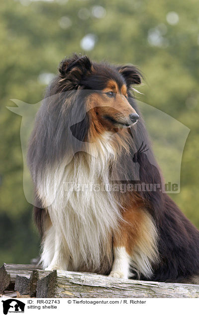 sitzender Sheltie / sitting sheltie / RR-02743