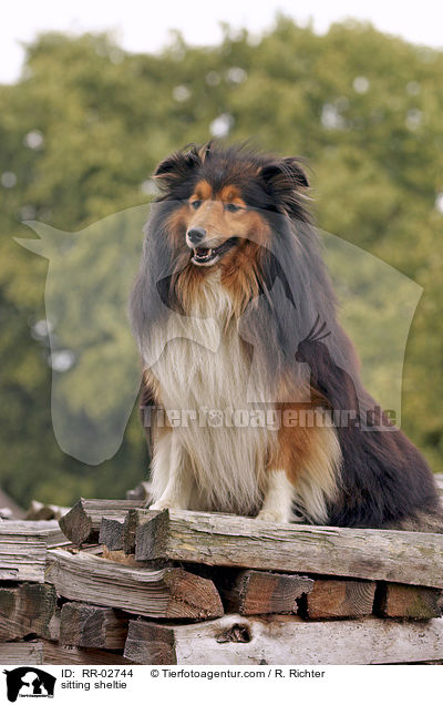 sitzender Sheltie / sitting sheltie / RR-02744