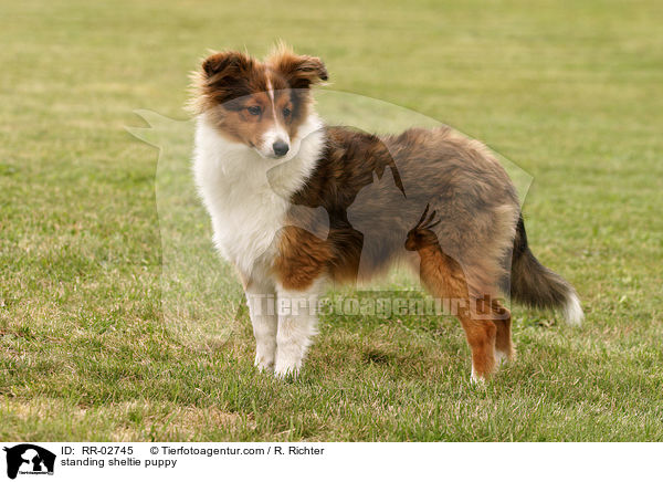 stehender Sheltiewelpe / standing sheltie puppy / RR-02745