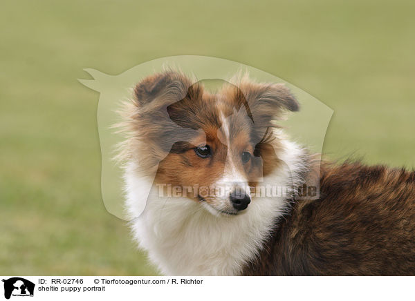 Sheltiewelpe Portrait / sheltie puppy portrait / RR-02746