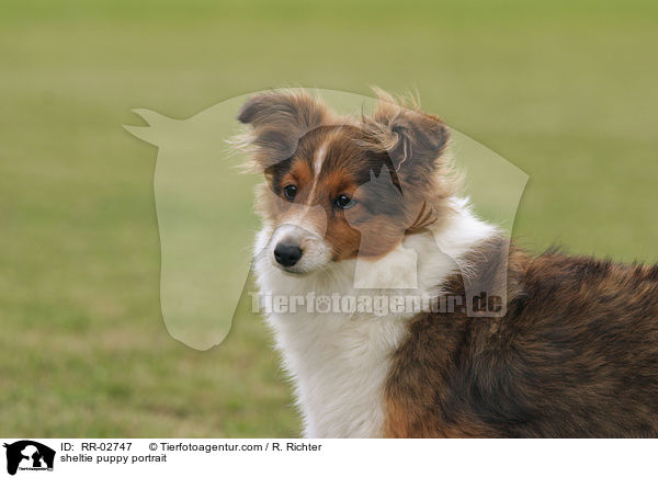 Sheltiewelpe Portrait / sheltie puppy portrait / RR-02747