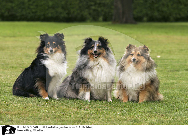 drei sitzende Shelties / tree sitting Sheltie / RR-02748