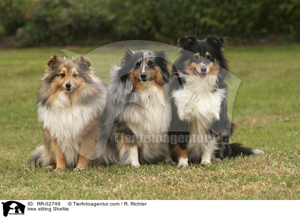 drei sitzende Shelties / tree sitting Sheltie / RR-02749