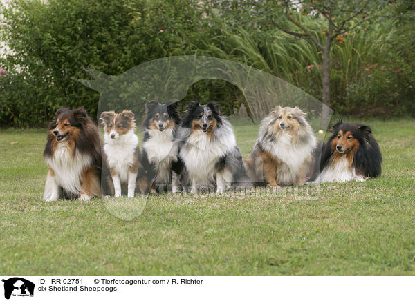 Sechs Shelties / six Shetland Sheepdogs / RR-02751