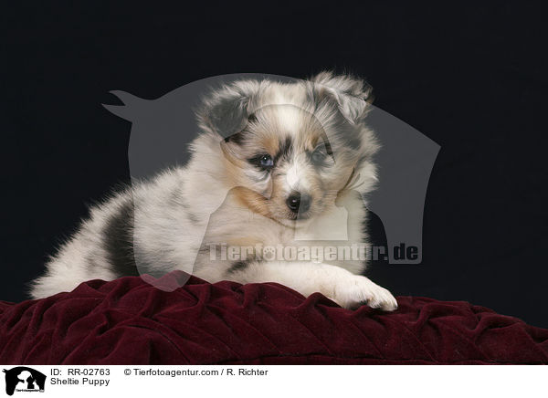 Blue Merle Sheltie Welpe / Sheltie Puppy / RR-02763