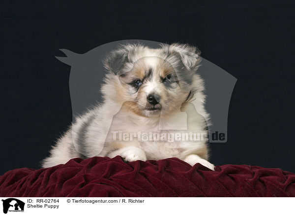 Blue Merle Sheltie Welpe / Sheltie Puppy / RR-02764