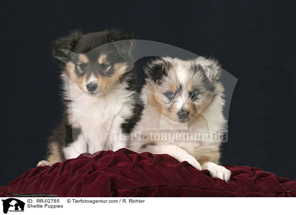 tricolor und blue merle Sheltie Welpen / Sheltie Puppies / RR-02765