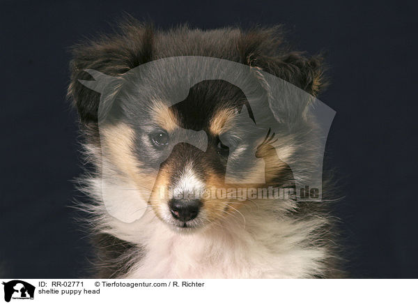 Sheltiewelpe im Portrait / sheltie puppy head / RR-02771