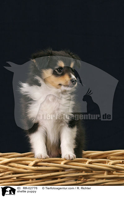 Sheltiewelpe / sheltie puppy / RR-02776