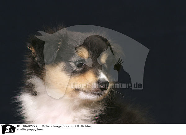 Sheltiewelpe im Portrait / sheltie puppy head / RR-02777