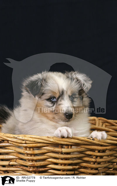 Blue Merle Sheltie Welpe / Sheltie Puppy / RR-02778