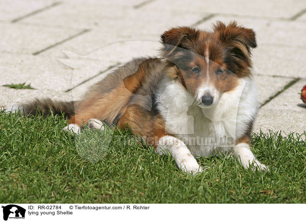liegender junger Sheltie / lying young Sheltie / RR-02784