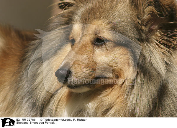 sable Sheltie Portrait / Shetland Sheepdog Portrait / RR-02786