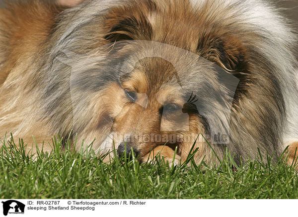 schlafender Sheltie / sleeping Shetland Sheepdog / RR-02787