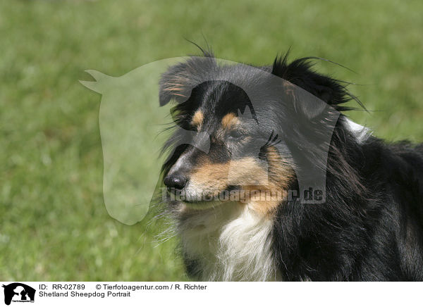 Shetland Sheepdog Portrait / Shetland Sheepdog Portrait / RR-02789