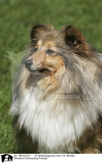 Shetland Sheepdog Portrait / Shetland Sheepdog Portrait / RR-02791