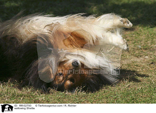 Sheltie beim wlzen / wallowing Sheltie / RR-02793