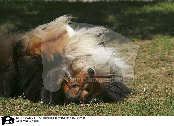 Sheltie beim wlzen / wallowing Sheltie / RR-02794