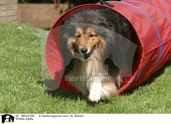 Sheltie beim Agility / Sheltie Agility / RR-02796