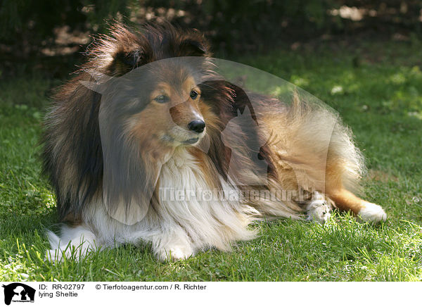 liegender Sheltie / lying Sheltie / RR-02797