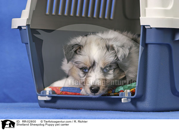 Hund bei der Gewhnung an die Transportbox / Shetland Sheepdog Puppy pet carrier / RR-02800