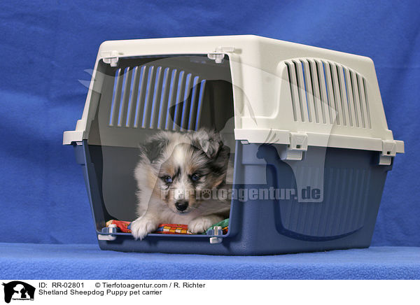 Hund bei der Gewhnung an die Transportbox / Shetland Sheepdog Puppy pet carrier / RR-02801