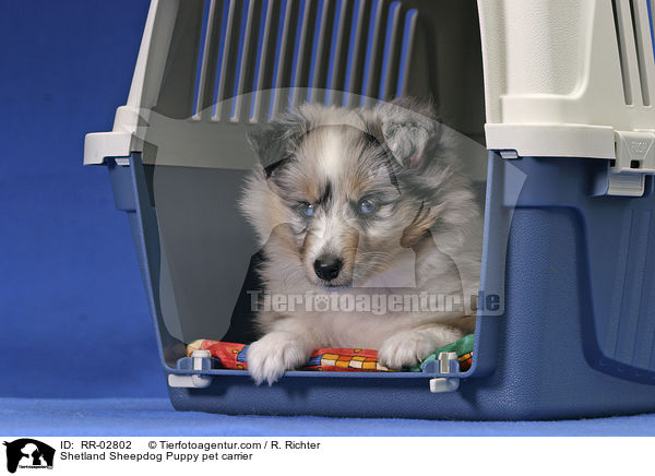 Hund bei der Gewhnung an die Transportbox / Shetland Sheepdog Puppy pet carrier / RR-02802