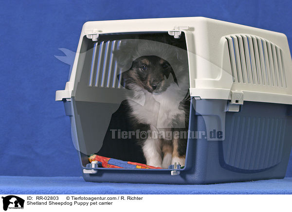 Hund bei der Gewhnung an die Transportbox / Shetland Sheepdog Puppy pet carrier / RR-02803