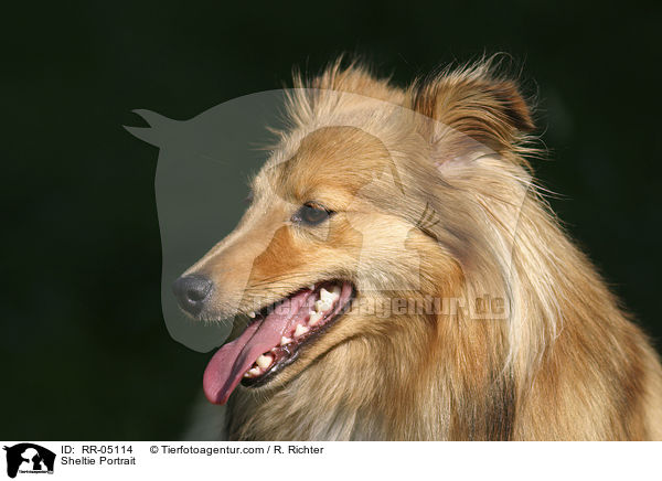 Sheltie Portrait / Sheltie Portrait / RR-05114