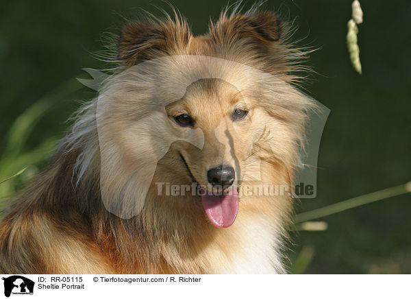 Sheltie Portrait / Sheltie Portrait / RR-05115