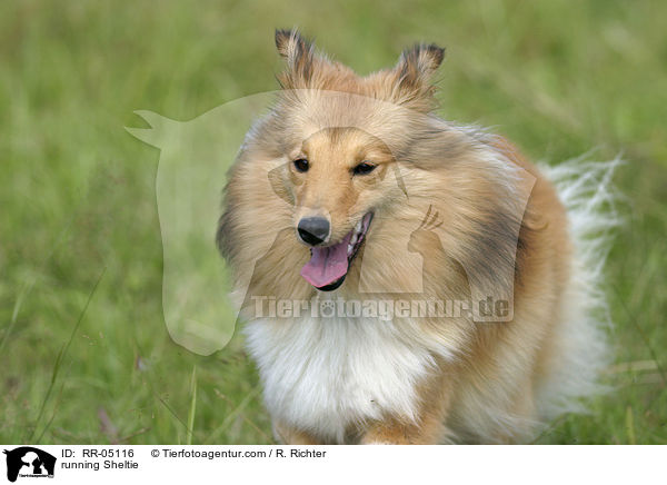 rennender / running Sheltie / RR-05116
