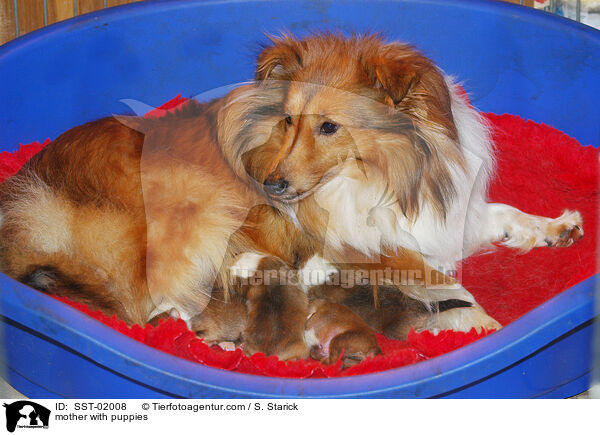 Mutter mit Welpen / mother with puppies / SST-02008