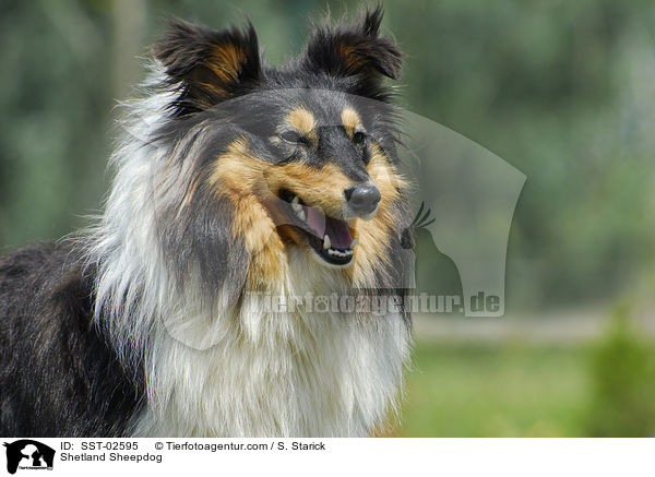 Shetland Sheepdog / Shetland Sheepdog / SST-02595
