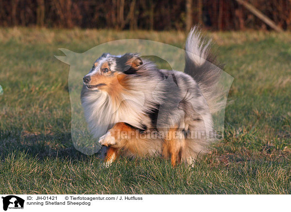 rennender Sheltie / running Shetland Sheepdog / JH-01421