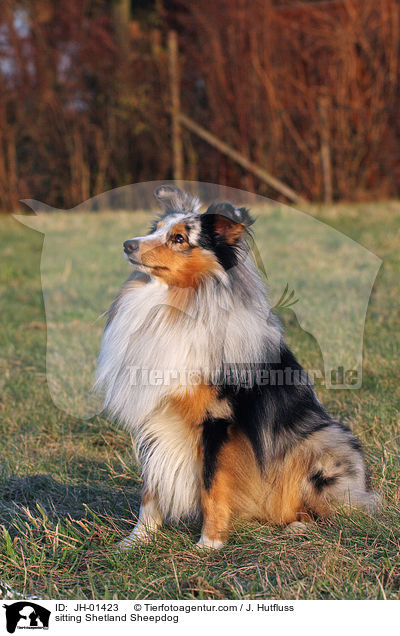 sitzender Sheltie / sitting Shetland Sheepdog / JH-01423