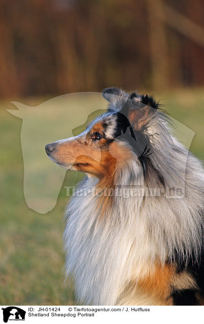 Shetland Sheepdog Portrait / Shetland Sheepdog Portrait / JH-01424