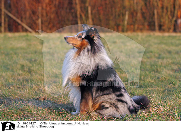 sitzender Sheltie / sitting Shetland Sheepdog / JH-01427