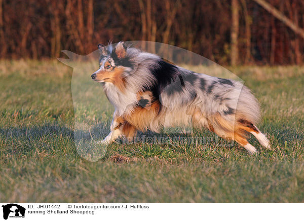 rennender Sheltie / running Shetland Sheepdog / JH-01442