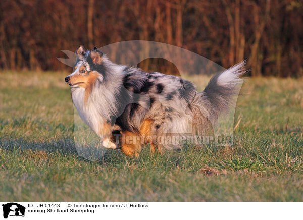 rennender Sheltie / running Shetland Sheepdog / JH-01443
